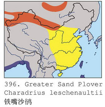 铁嘴沙鸻的地理分布图