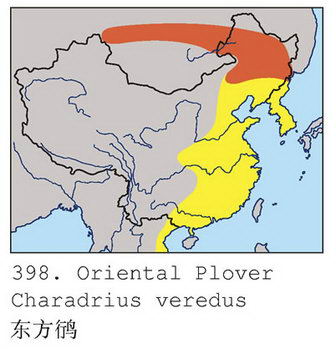 东方鸻的地理分布图