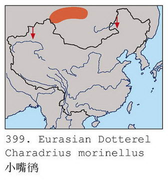 小嘴鸻的地理分布图