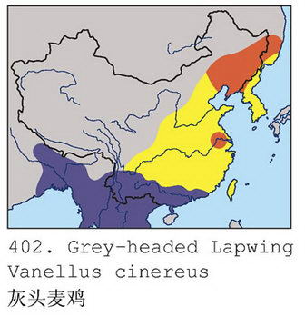 灰头麦鸡的地理分布图