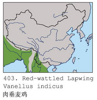 肉垂麦鸡的地理分布图