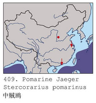 中贼鸥的地理分布图