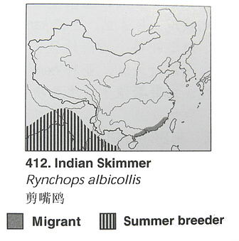 剪嘴鸥的地理分布图