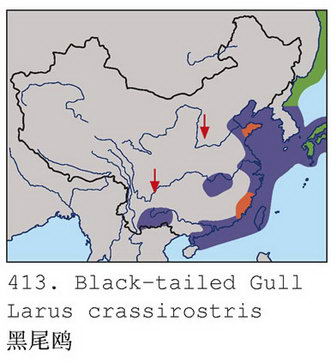 黑尾鸥的地理分布图