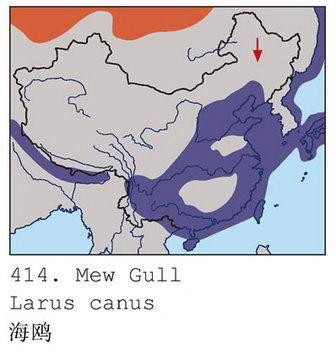 海鸥的地理分布图