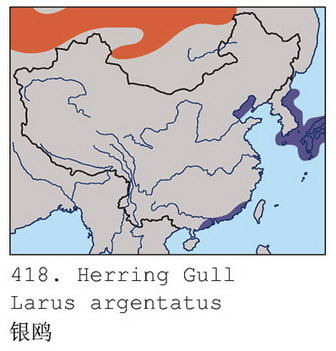 银鸥的地理分布图