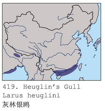 灰林银鸥的地理分布图