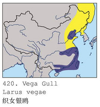 织女银鸥的地理分布图