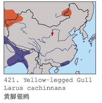 黄脚银鸥的地理分布图