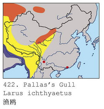 渔鸥的地理分布图