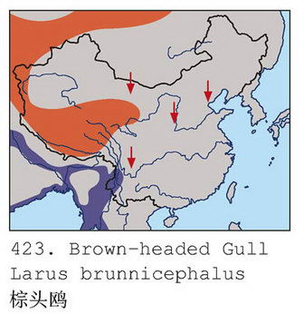 棕头鸥的地理分布图