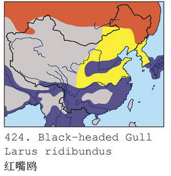 红嘴鸥的地理分布图