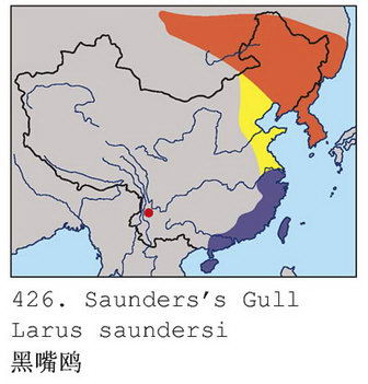 黑嘴鸥的地理分布图