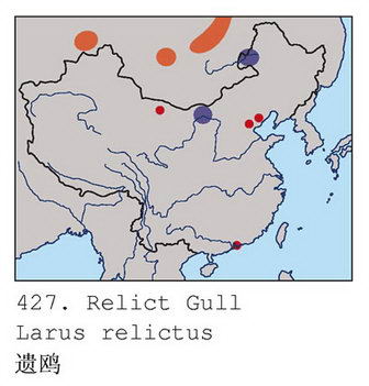 遗鸥的地理分布图