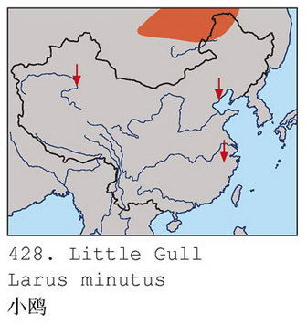 小鸥的地理分布图