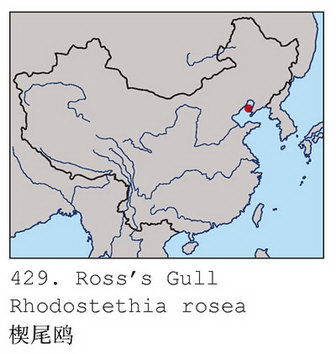 楔尾鸥的地理分布图