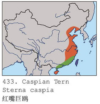 红嘴巨鸥的地理分布图