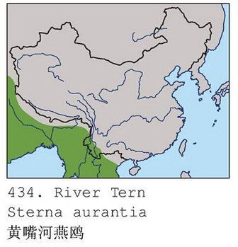 黄嘴河燕鸥的地理分布图