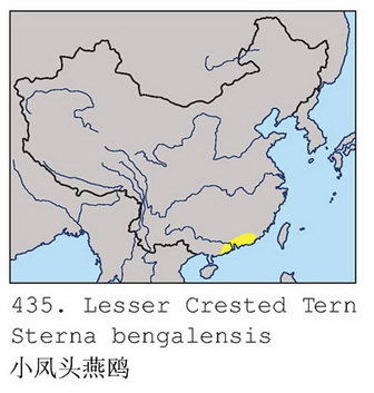 小凤头燕鸥的地理分布图