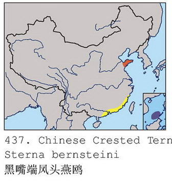 黑嘴端凤头燕鸥的地理分布图