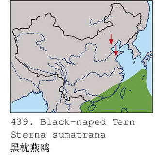 黑枕燕鸥的地理分布图