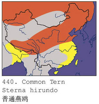 普通燕鸥的地理分布图