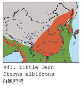 白额燕鸥的地理分布图