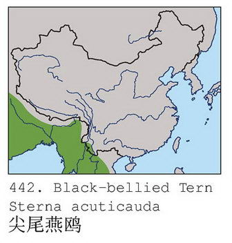 黑腹燕鸥的地理分布图