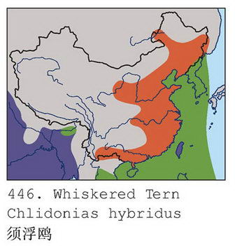 须浮鸥的地理分布图