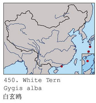 白玄鸥的地理分布图