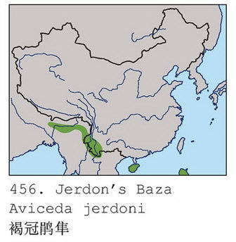 褐冠鹃隼的地理分布图
