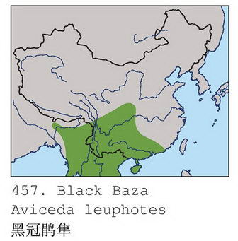 黑冠鹃隼的地理分布图