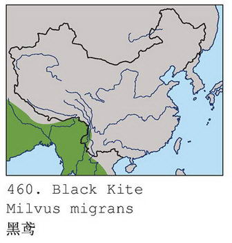 黑鸢的地理分布图