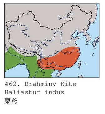 栗鸢的地理分布图