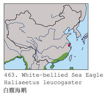 白腹海雕的地理分布图