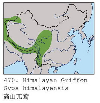 高山兀鹫的地理分布图