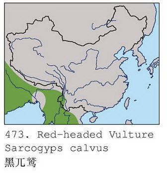 黑兀鹫的地理分布图