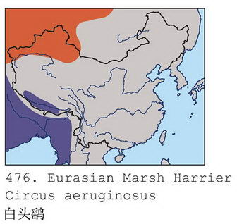 白头鹞的地理分布图