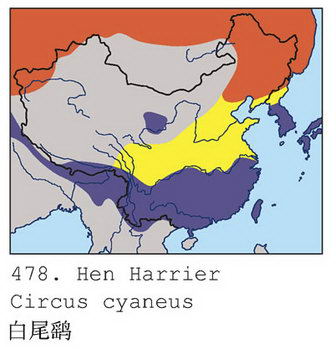 白尾鹞的地理分布图