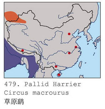 草原鹞的地理分布图