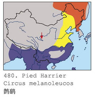 鹊鹞的地理分布图