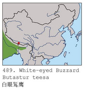 白眼鵟鹰的地理分布图