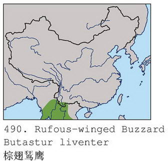 棕翅鵟鹰的地理分布图