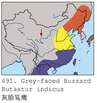 灰脸鵟鹰的地理分布图