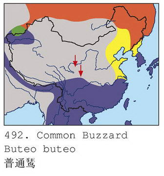 普通鵟的地理分布图