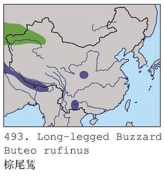 棕尾鵟的地理分布图