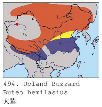 大鵟的地理分布图