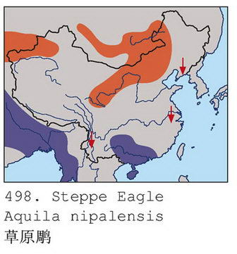 草原雕的地理分布图