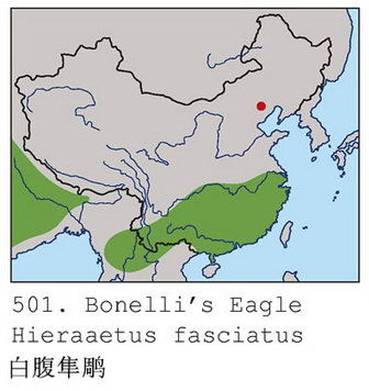 白腹隼雕的地理分布图