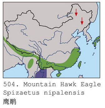鹰雕的地理分布图